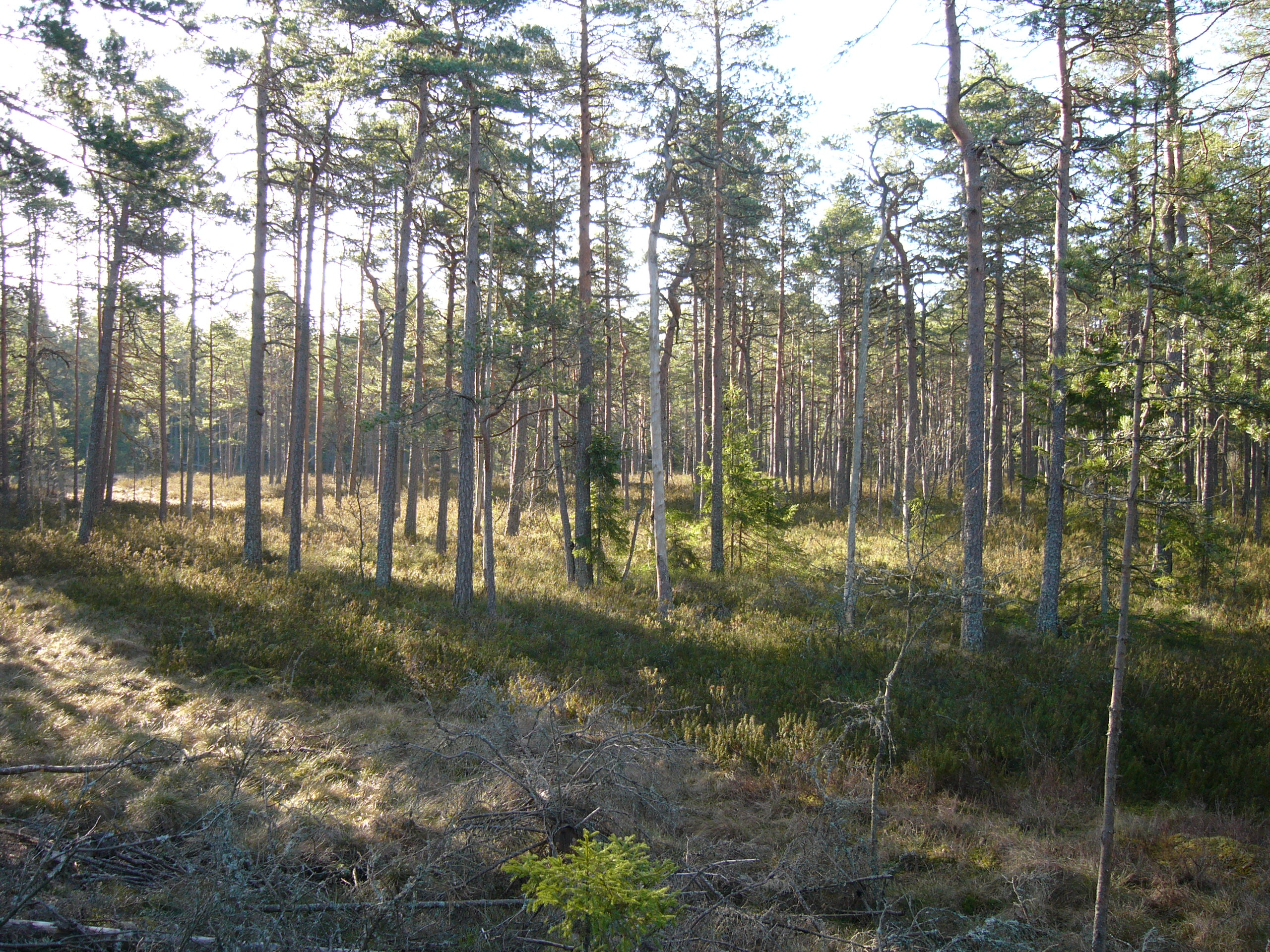 Högmosse