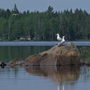 Det var på tiden. - Nag, nag, nag...