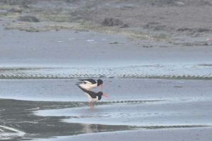 Strandskatorna var också i farten tidigt 