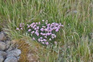 Blommande trift